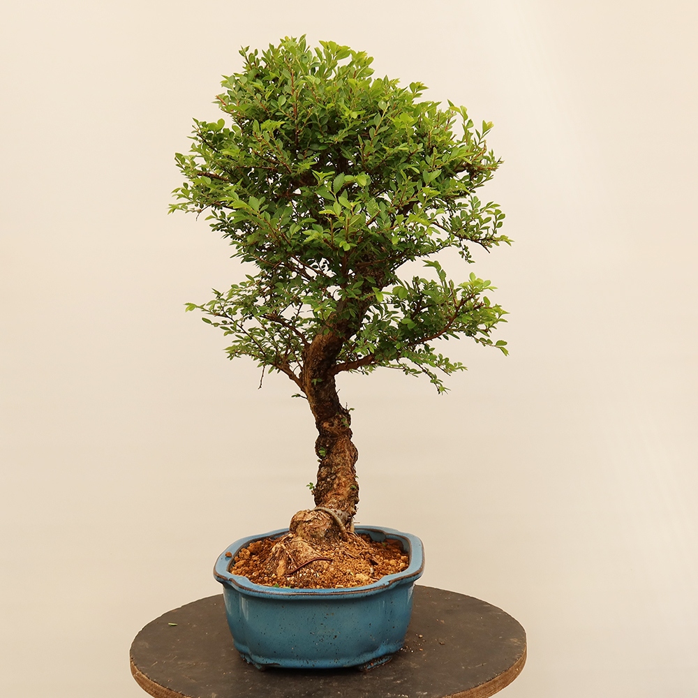 Bonsai da esterno - Zelkova - Zelkova NIRE