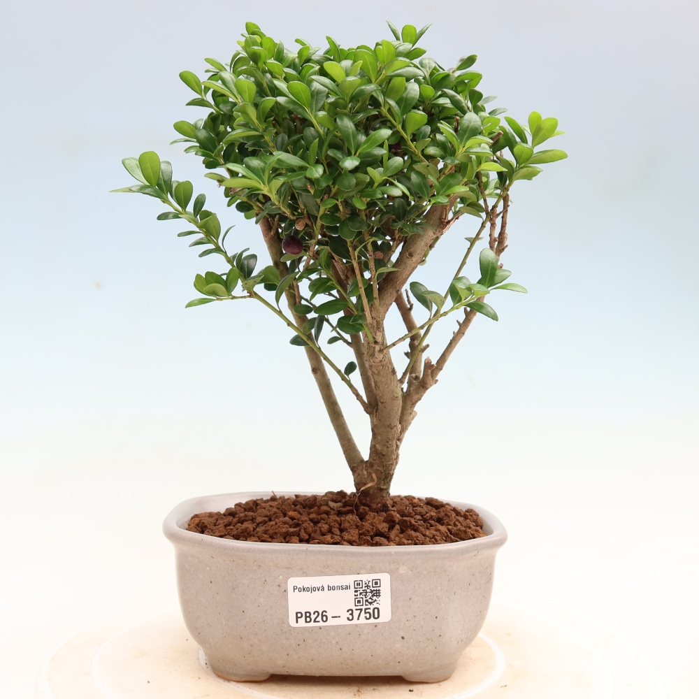 Camera bonsai - Ilex crenata - Agrifoglio