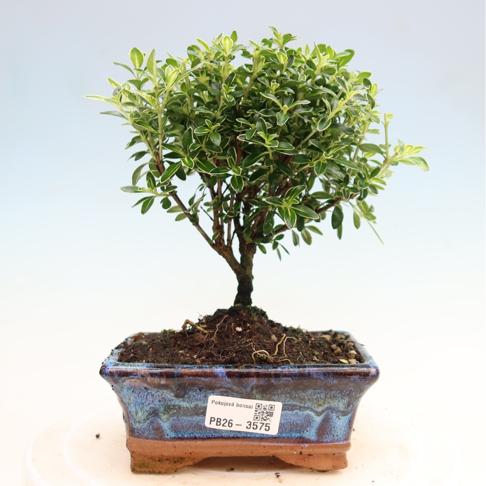Camera bonsai - Serissa foetida Variegata - Albero delle mille stelle