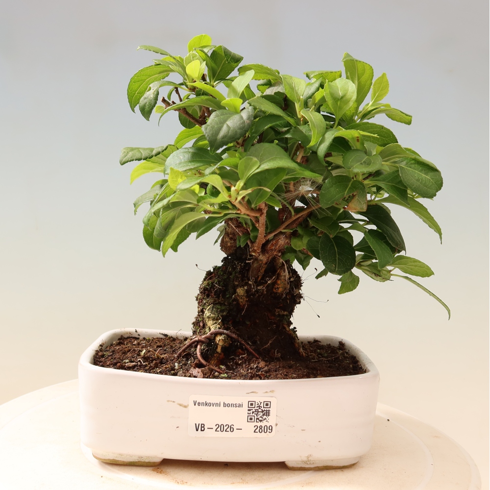Bonsai da esterno - Celastrus orbiculatus