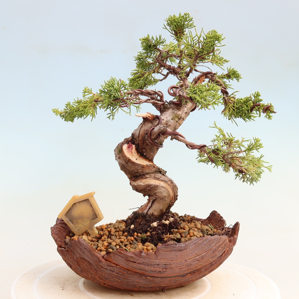Bonsai da esterno - Juniperus chinensis Itoigawa-Juniperus chinensis
