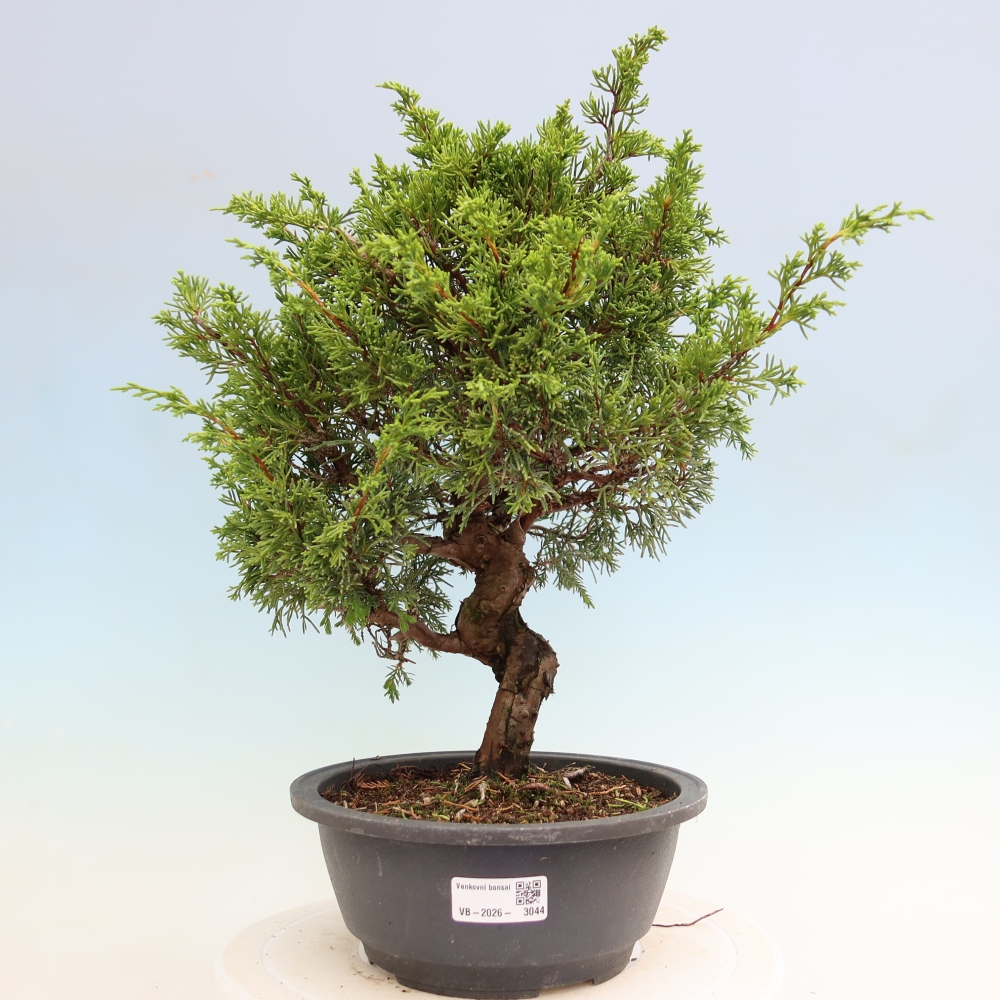 Bonsai da esterno - Juniperus chinensis Itoigawa-Juniperus chinensis