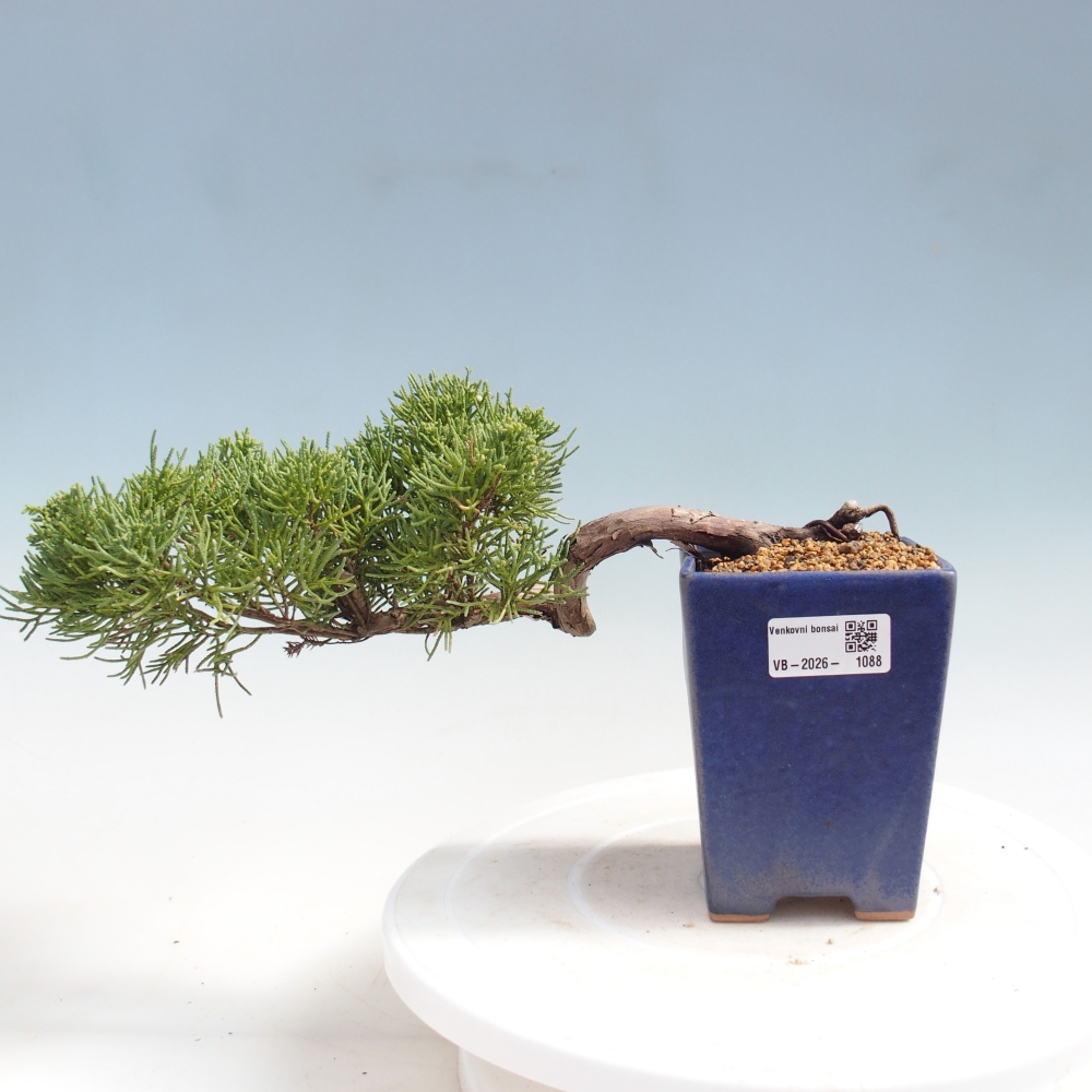 Bonsai da esterno - Juniperus chinensis Kishu