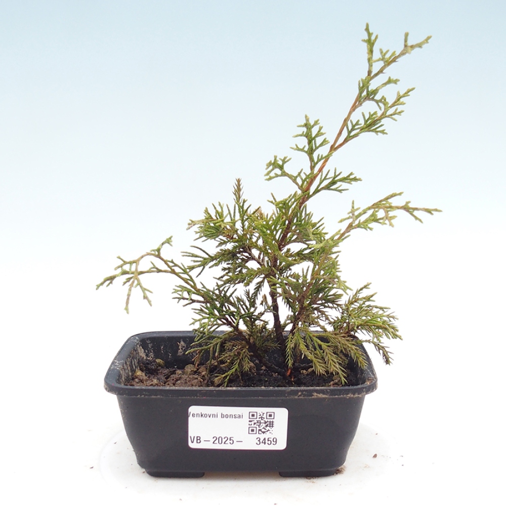 Bonsai da esterno - Juniperus chinensis Itoigawa