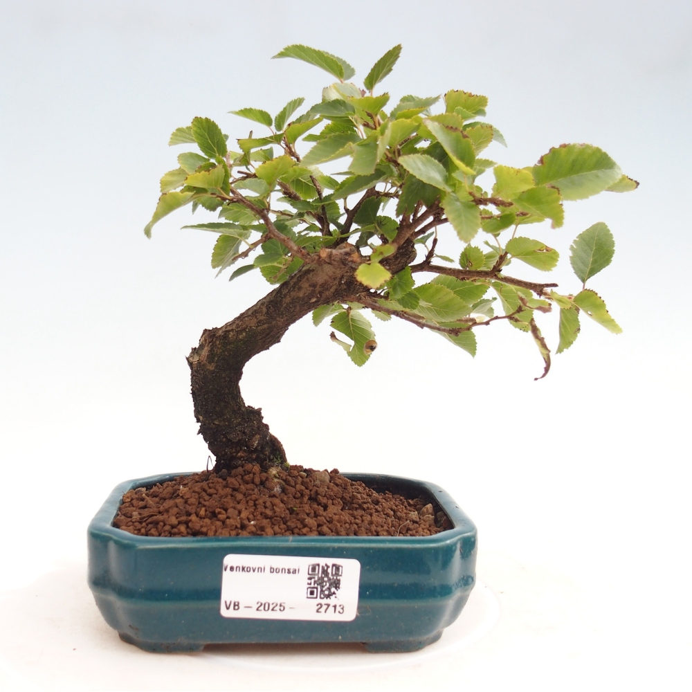 Bonsai da esterno -Carpinus CARPINOIDES - Carpino coreano