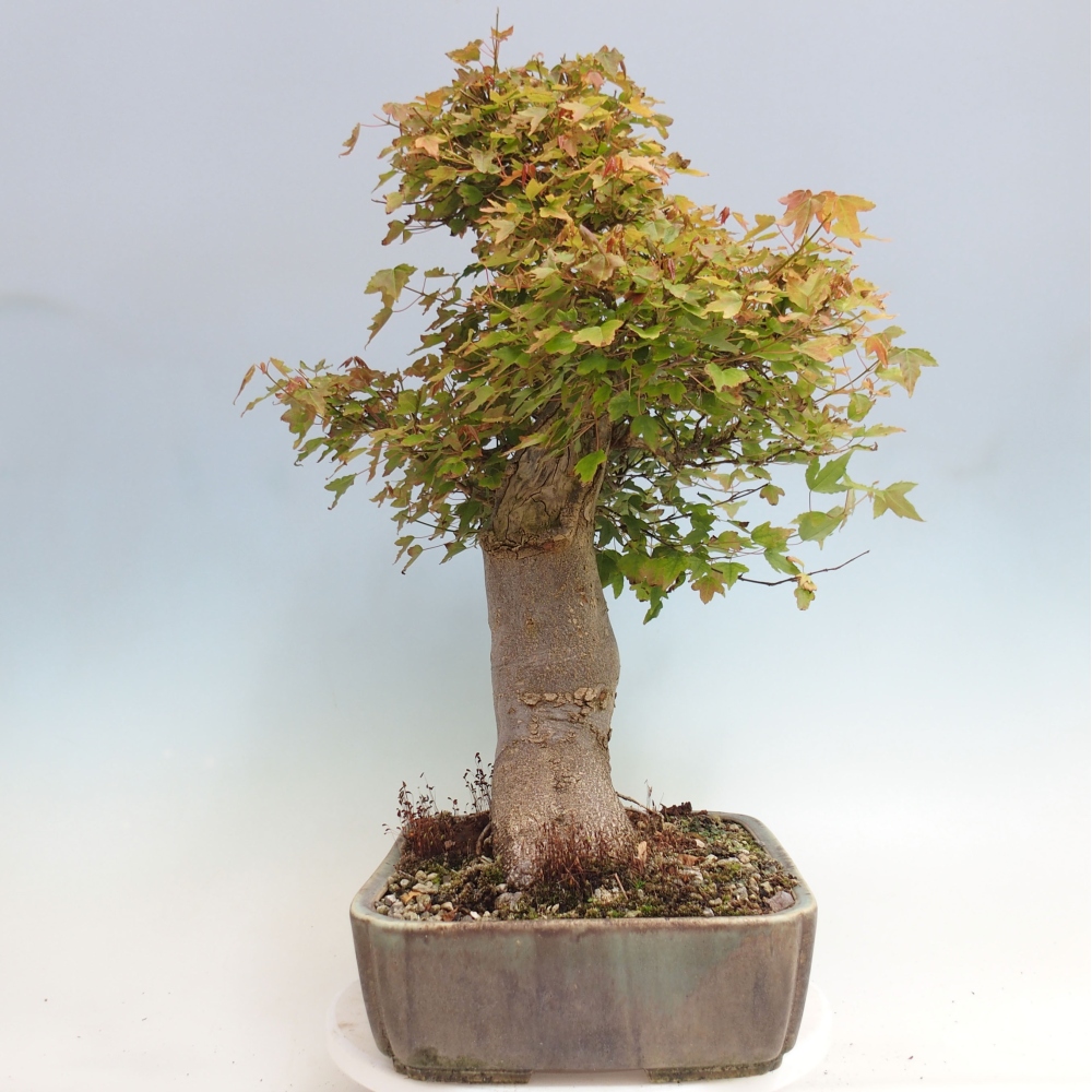 Bonsai da esterno - Acer Buergerianum - Acero di Burger