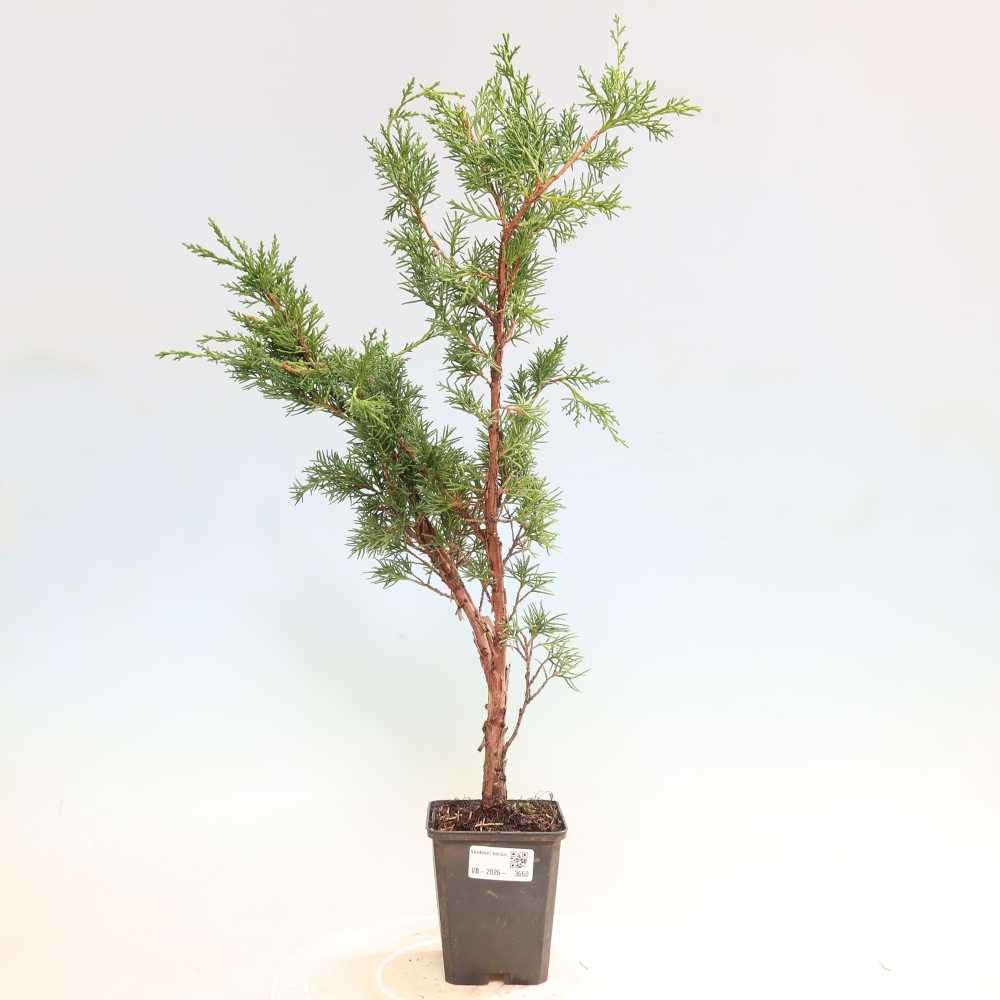 Bonsai da esterno - Juniperus chinensis Kishu