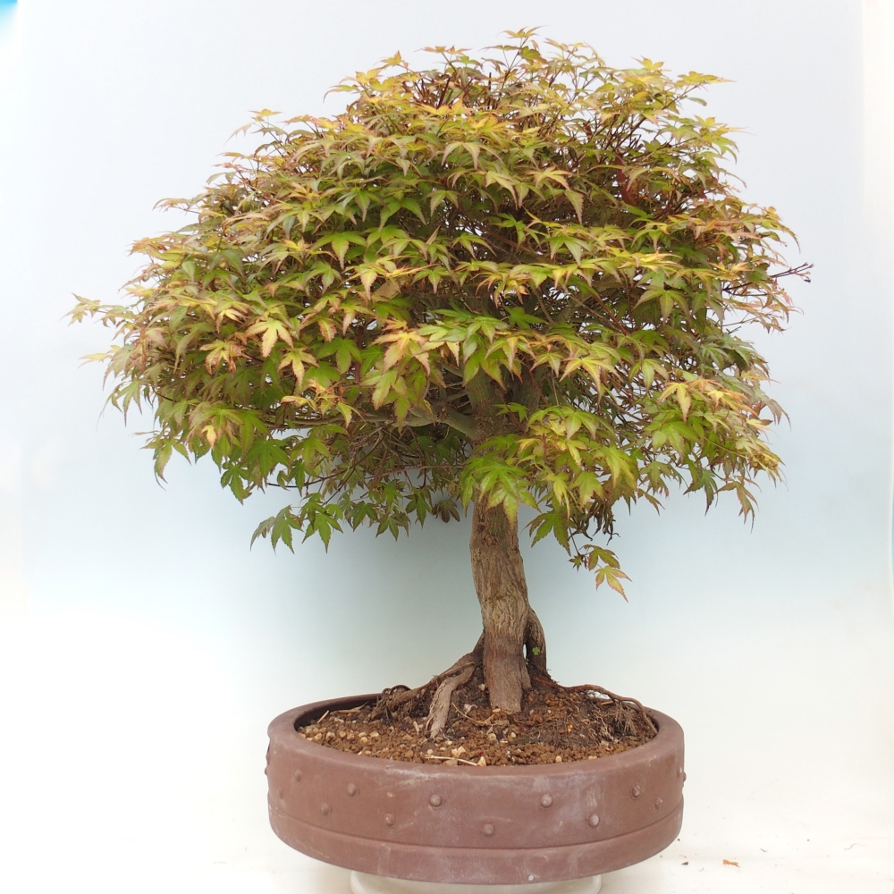 Acero norvegese - Acer palmatum Beni Tsukasa