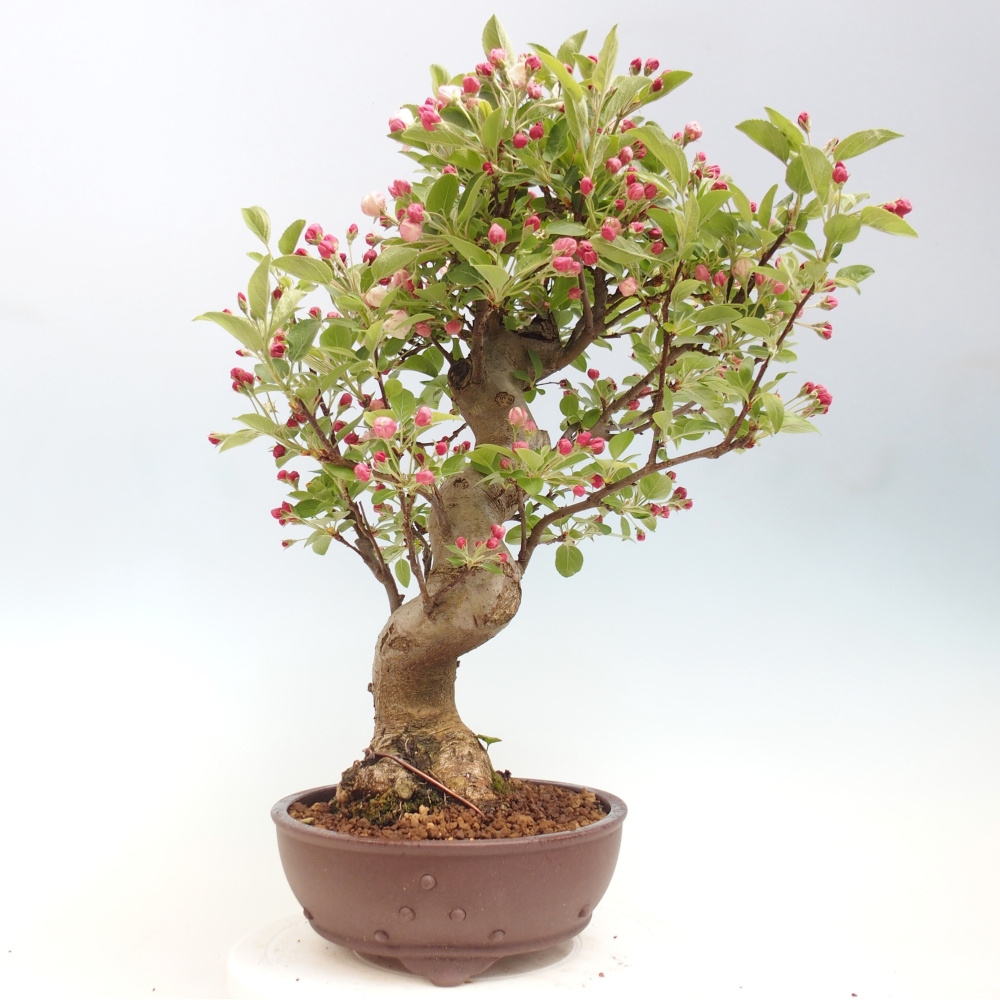 Bonsai da esterno -Malus halliana - Melo a frutto piccolo