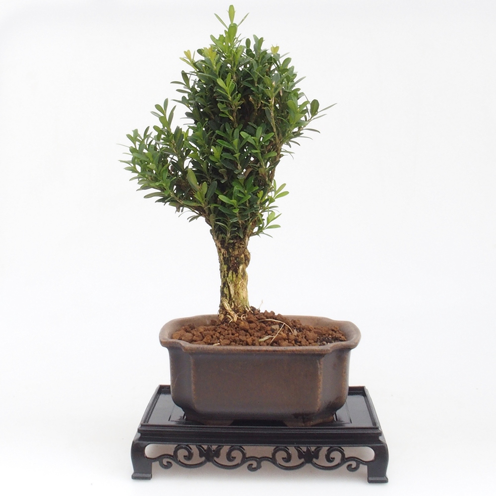 Tavolo bonsai rettangolo in plastica 15,5 x 10 x 3 cm, colore nero