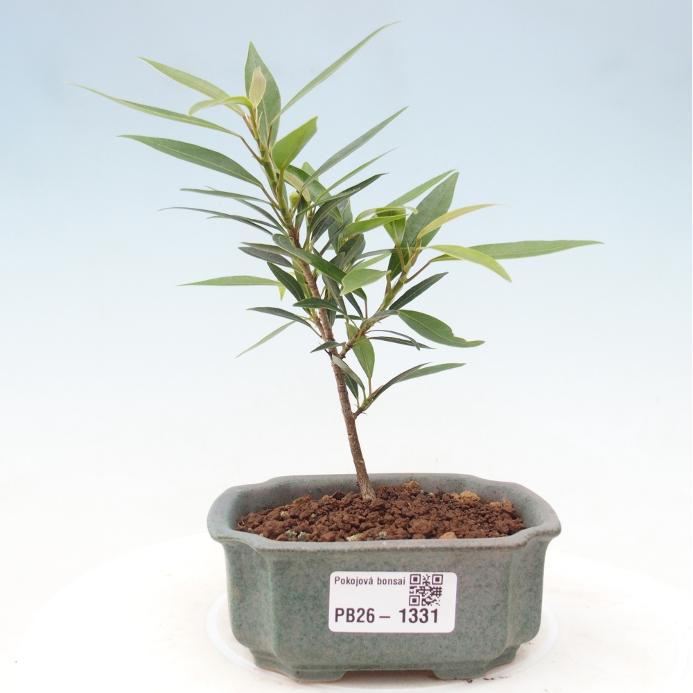 Camera bonsai - Ficus nerifolia - ficus a foglie piccole