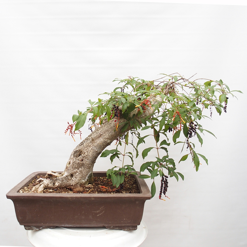 Camera bonsai - Brevetto di Hamelia