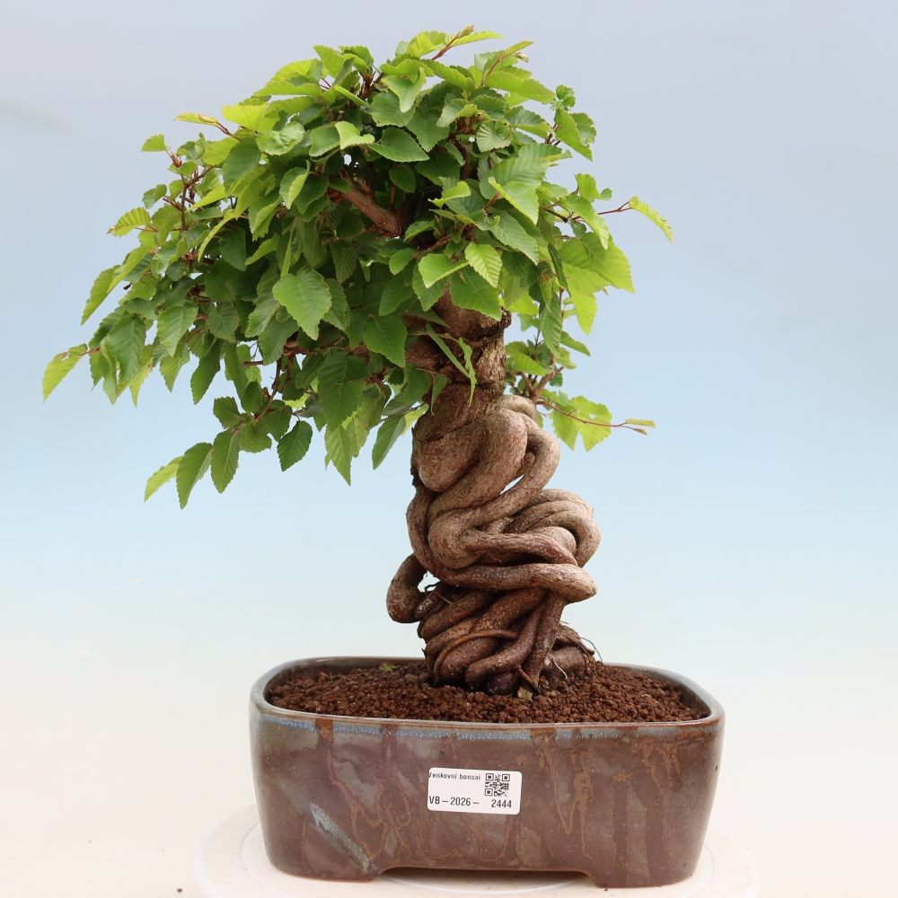 Bonsai da esterno -Carpinus Coreana - Carpino coreano