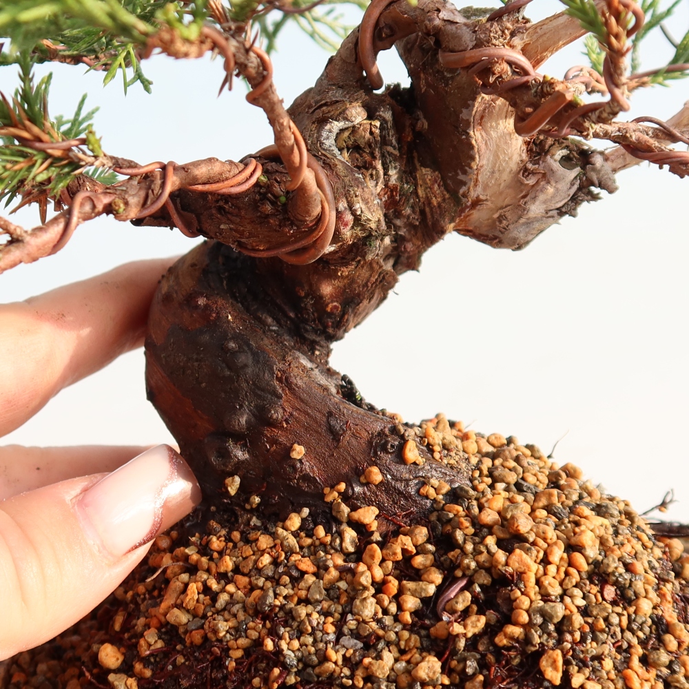 Bonsai da esterno - Juniperus chinensis Itoigawa
