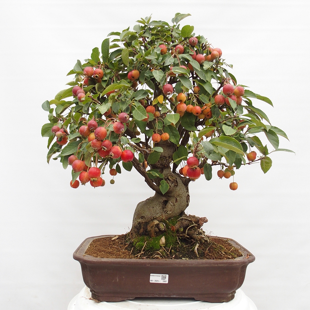 Bonsai da esterno -Malus halliana - Melo a frutto piccolo