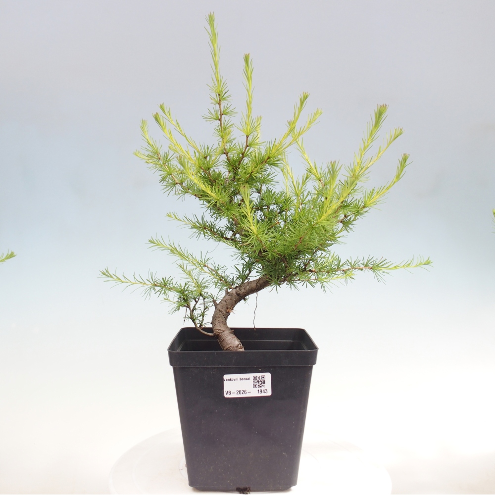 Bonsai da esterno -Larix decidua - Larice