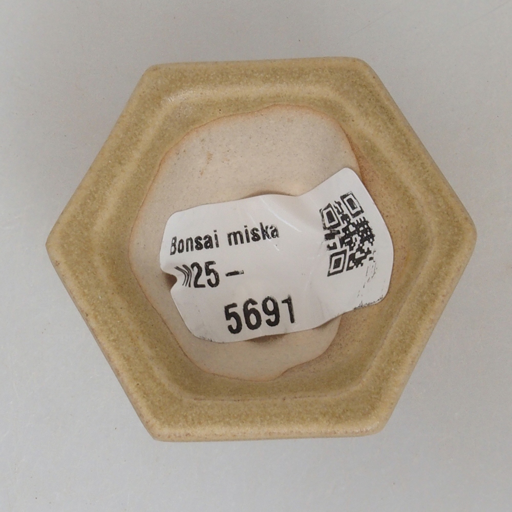 Mini bonsai 4,5 x 4,5 x 2,5 cm, marrone