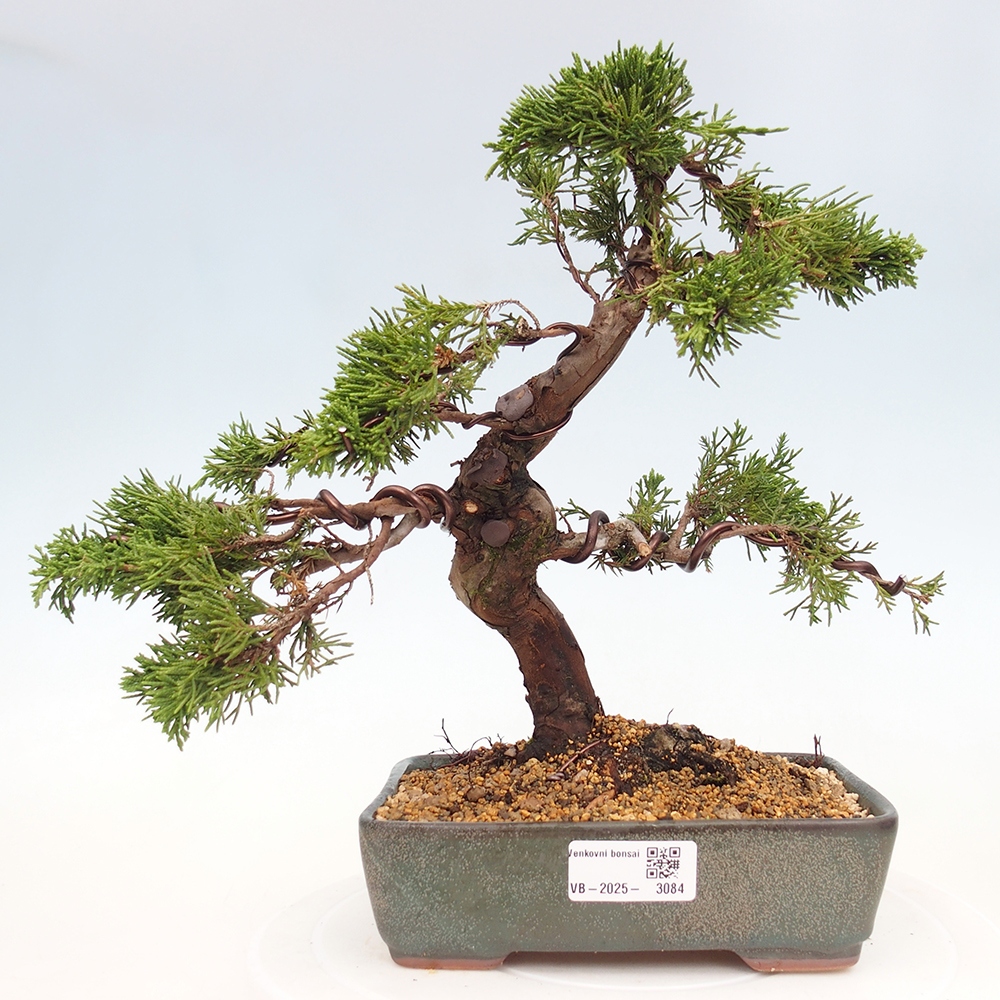 Bonsai da esterno - Juniperus chinensis Itoigawa