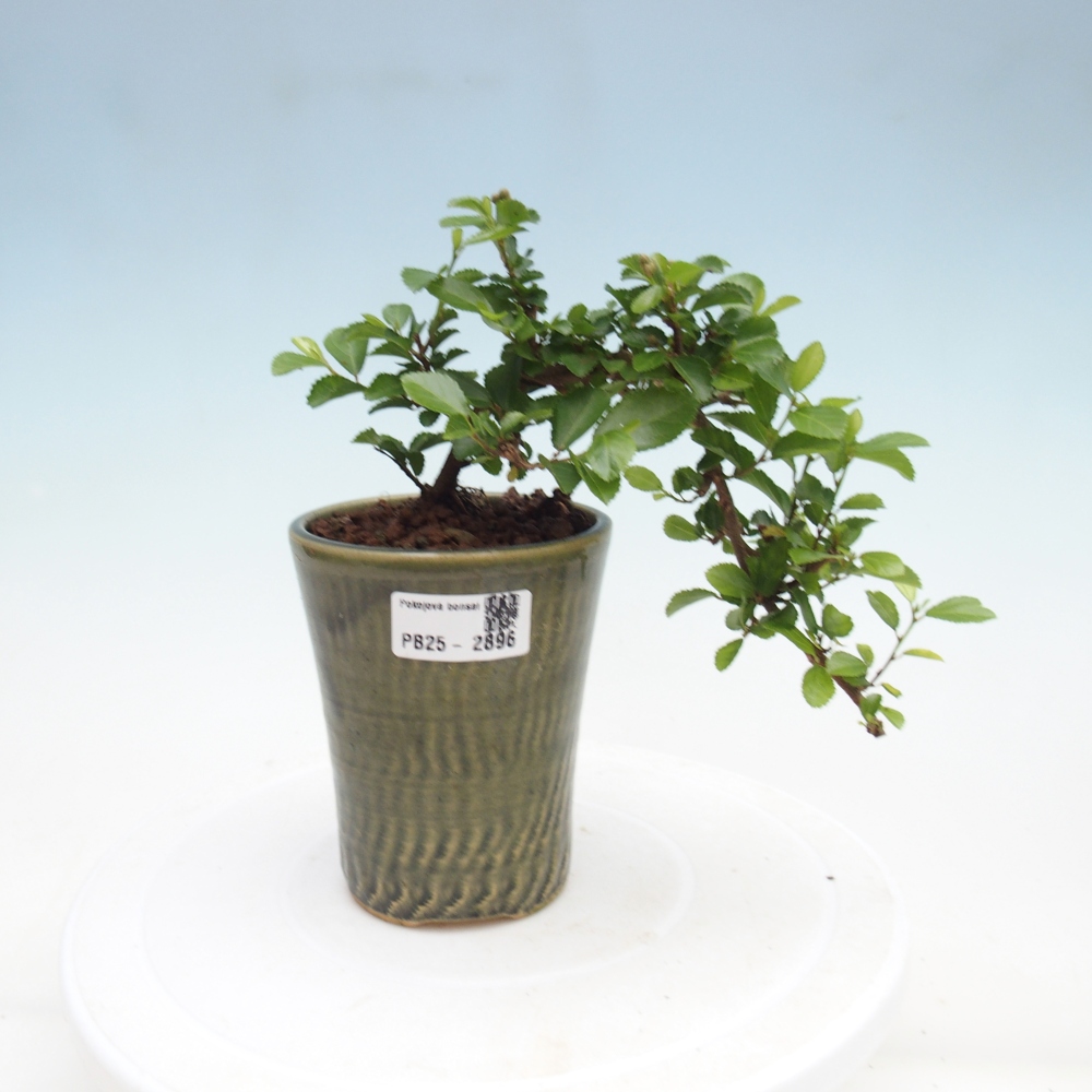 Bonsai da interno - Grewia occidentalis - Stella marina della lavanda