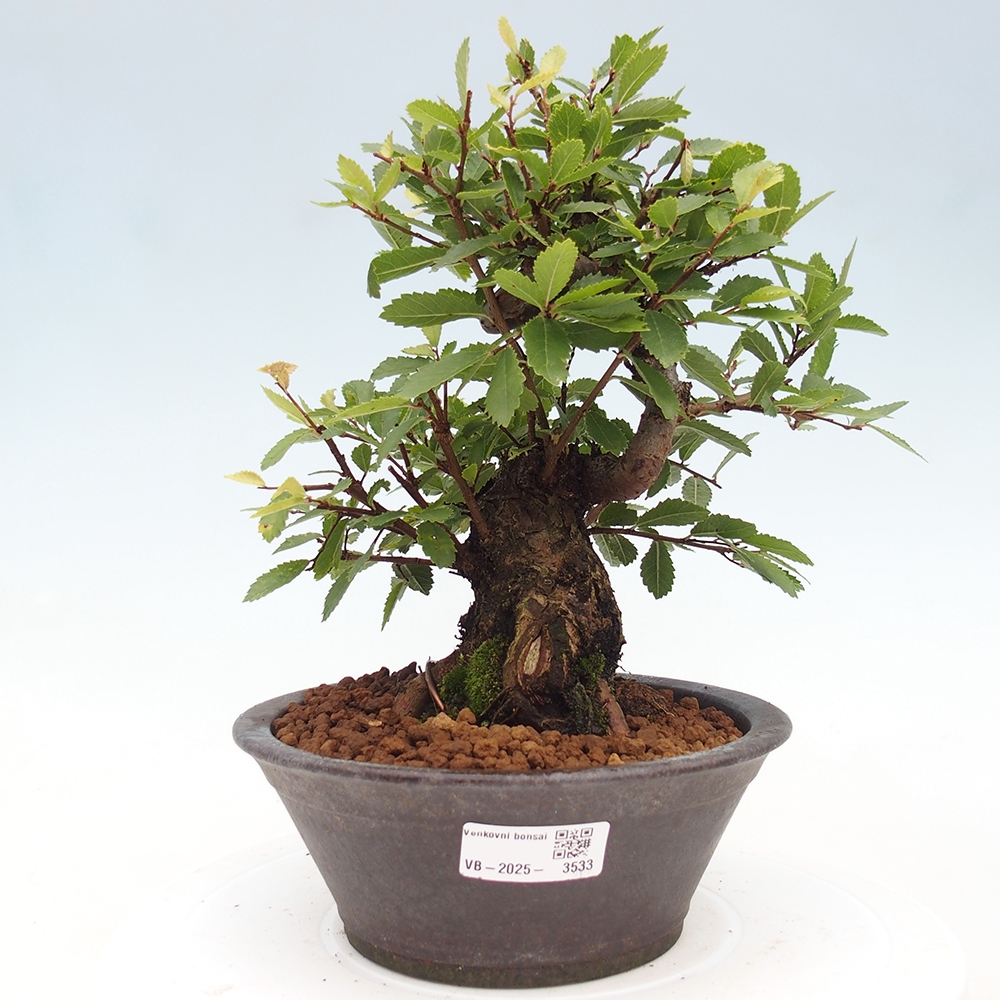 Bonsai da esterno - Zelkova - Zelkova NIRE