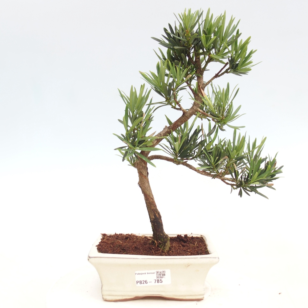 Camera bonsai - Podocarpus - Tasso delle pietre