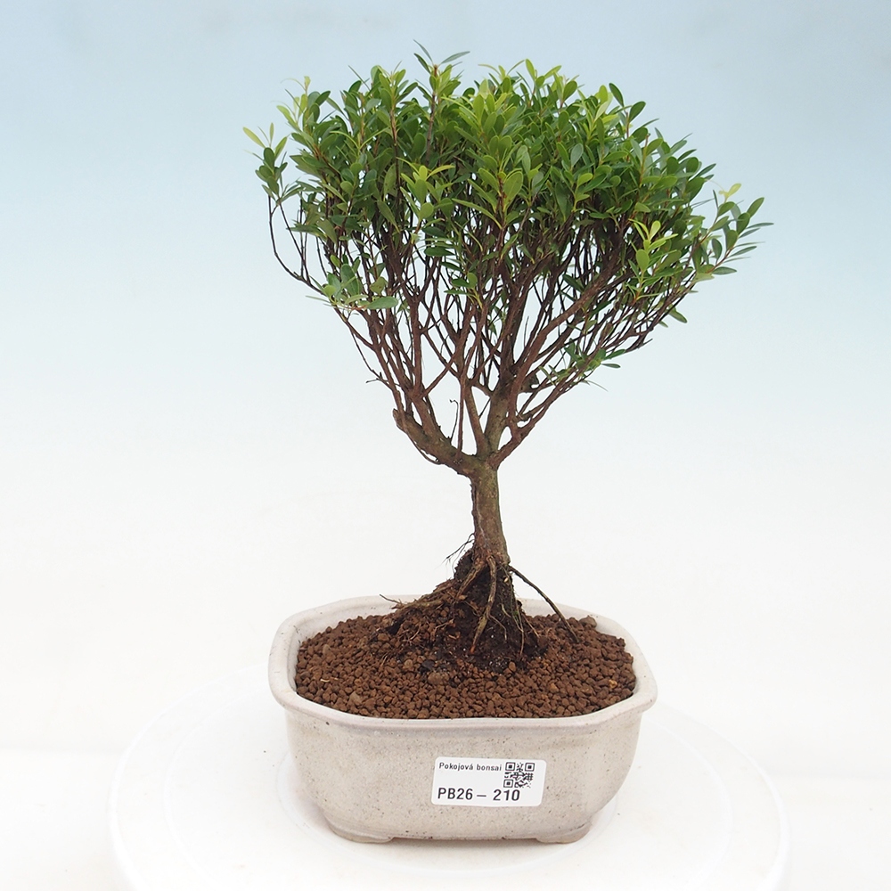 Camera bonsai - Syzygium - Pimento