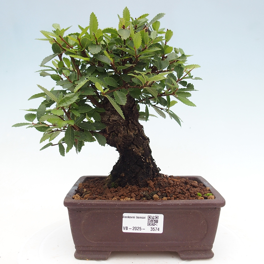 Bonsai da esterno - Zelkova - Zelkova NIRE