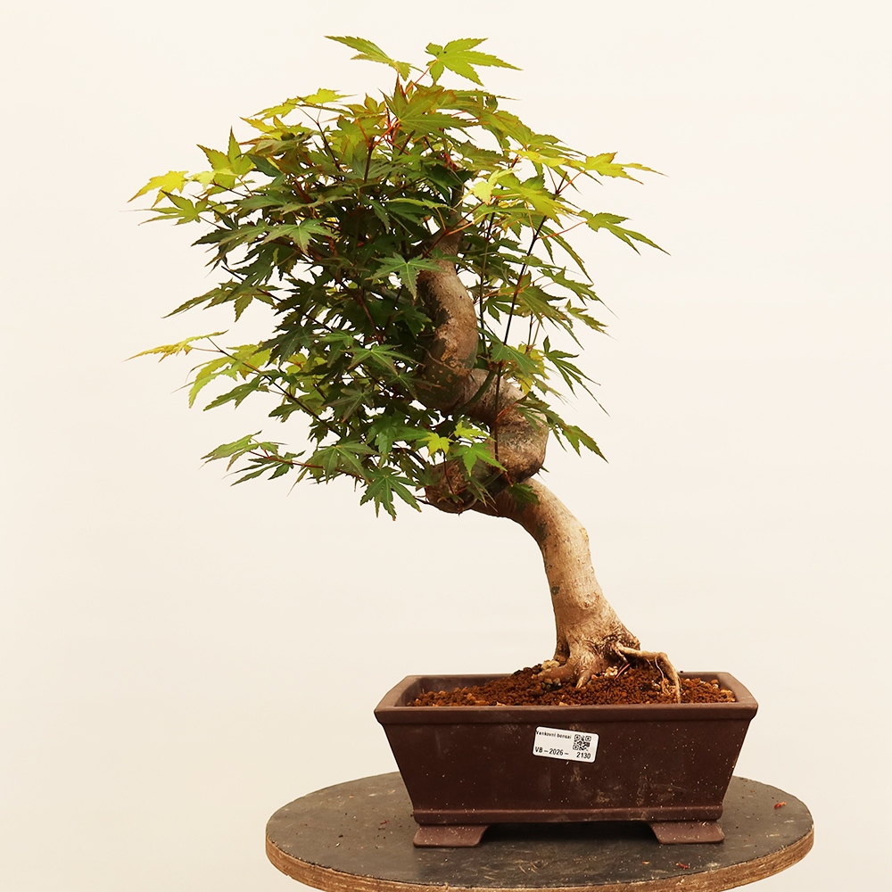Bonsai da esterno - Acero palmato - Palme