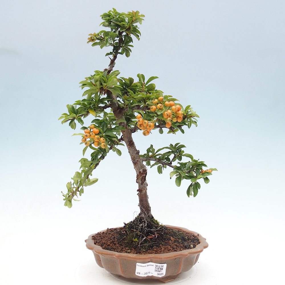 Bonsai da esterno-Pyracantha Teton -Hlox