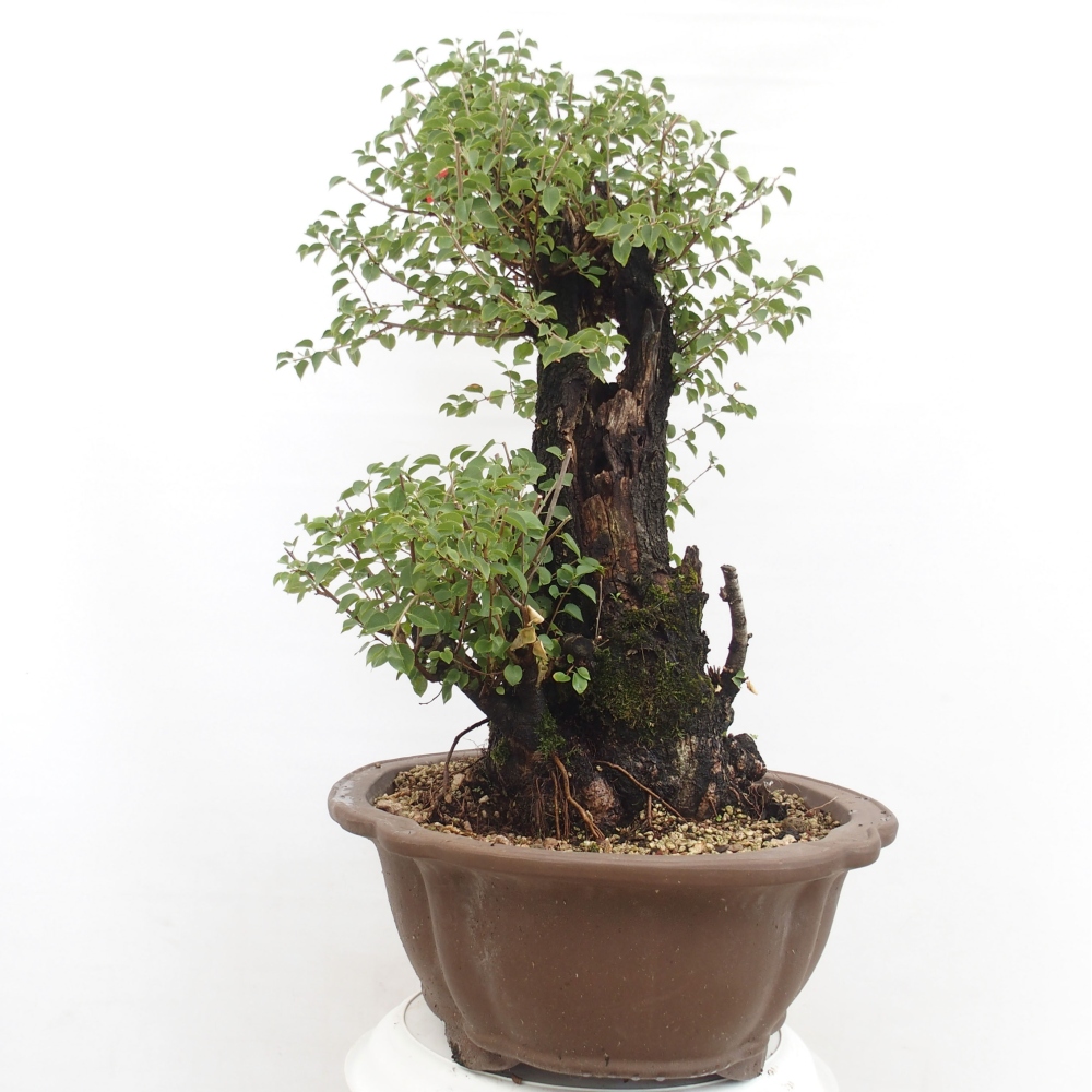 Bonsai da esterno - Mahalebka - Prunus mahaleb