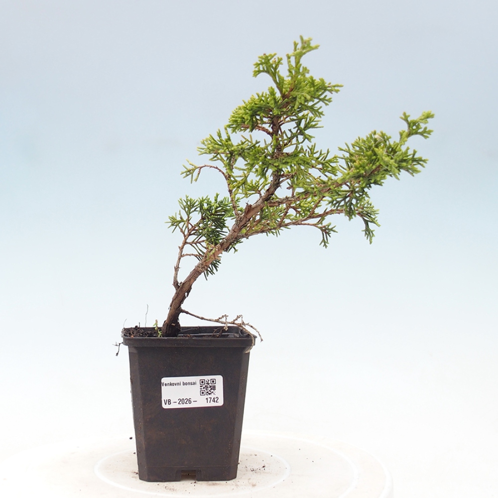 Bonsai da esterno - Juniperus chinensis Itoigawa