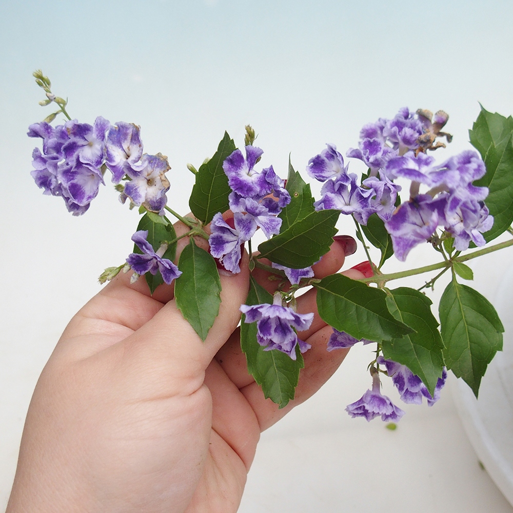 Camera bonsai - Duranta erecta Aurea