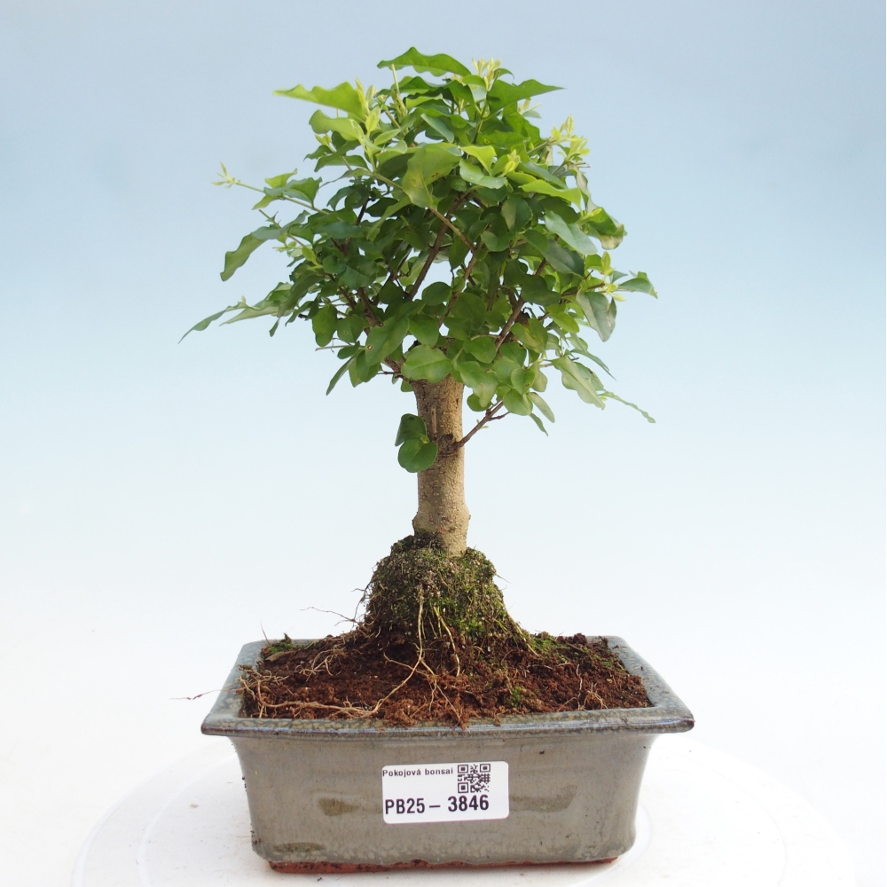 Camera bonsai -Ligustrum chinensis - Becco d'uccello