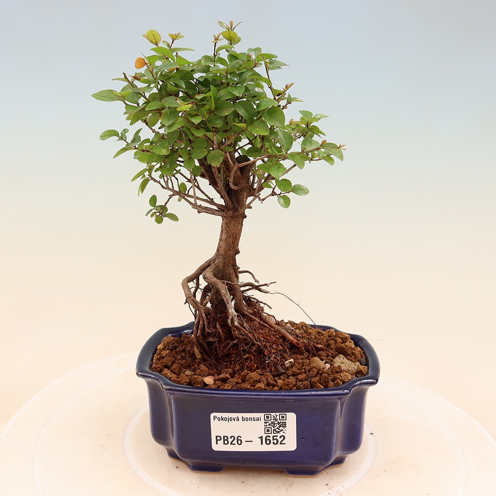 Camera bonsai - Sageretia thea - Sageretia thea