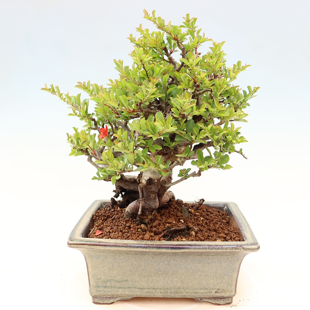 Bonsai da esterno - Chaneomeles speciosa Chojubai