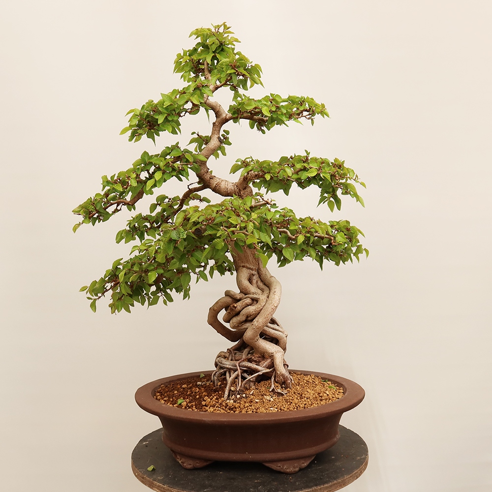 Bonsai da esterno -Carpinus Coreana - Carpino coreano