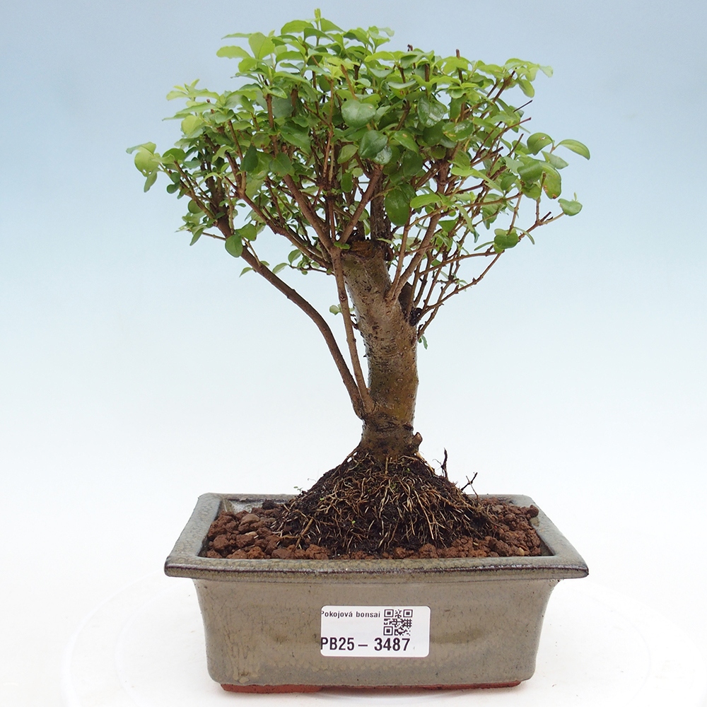 Camera bonsai -Ligustrum chinensis - Becco d'uccello
