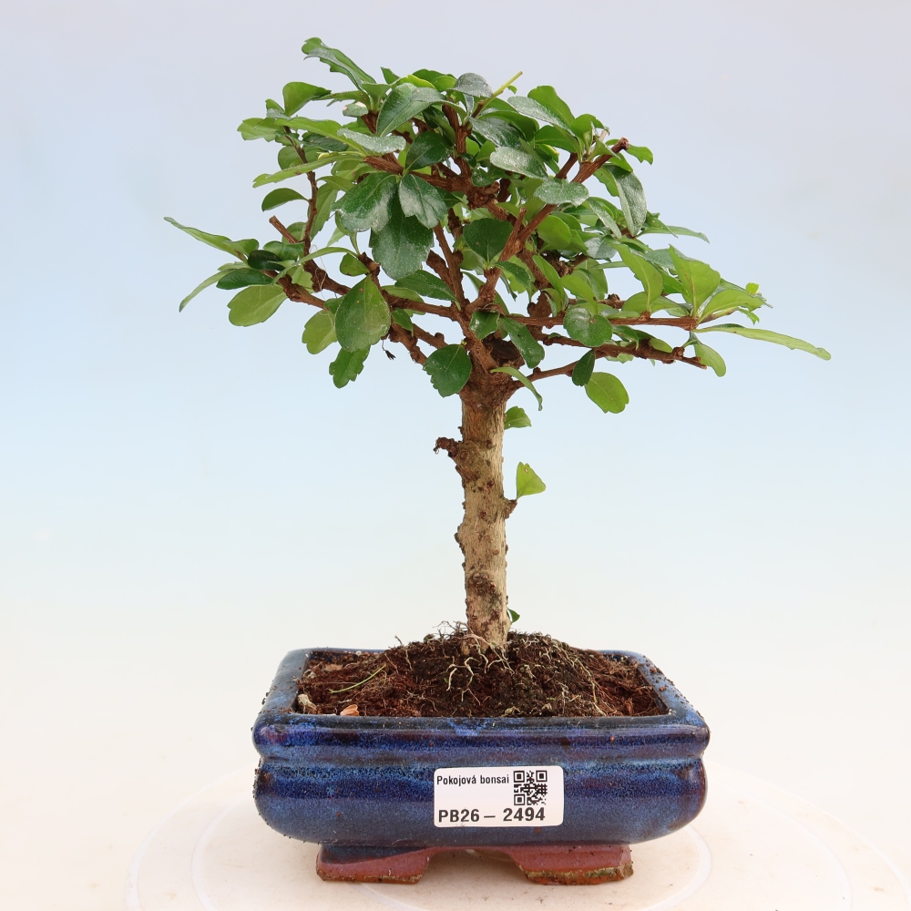 Camera bonsai - Carmona macrophylla - Tea fuki