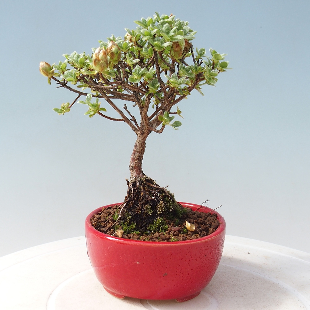 Bonsai da esterno - Rhododendron indicum - Azalea giapponese