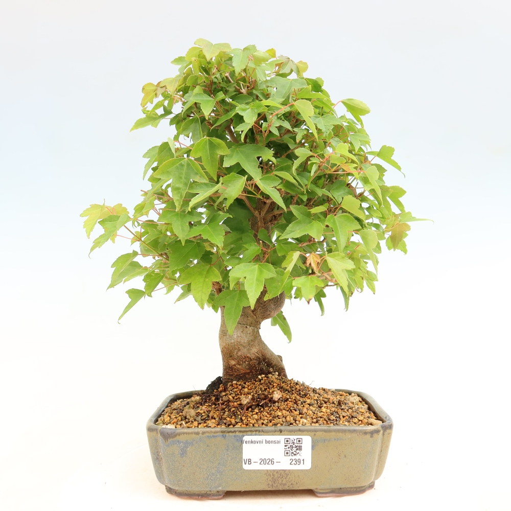 Bonsai da esterno - Acero Burger - Acer Burgerianum