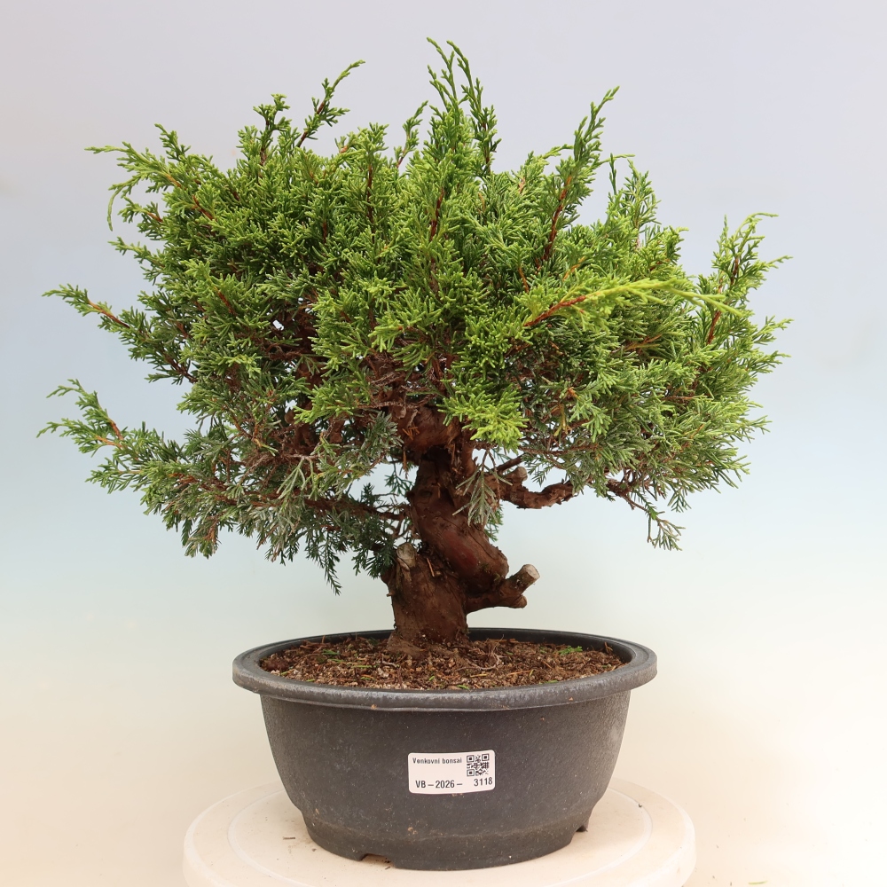 Bonsai da esterno - Juniperus chinensis Itoigawa-Juniperus chinensis