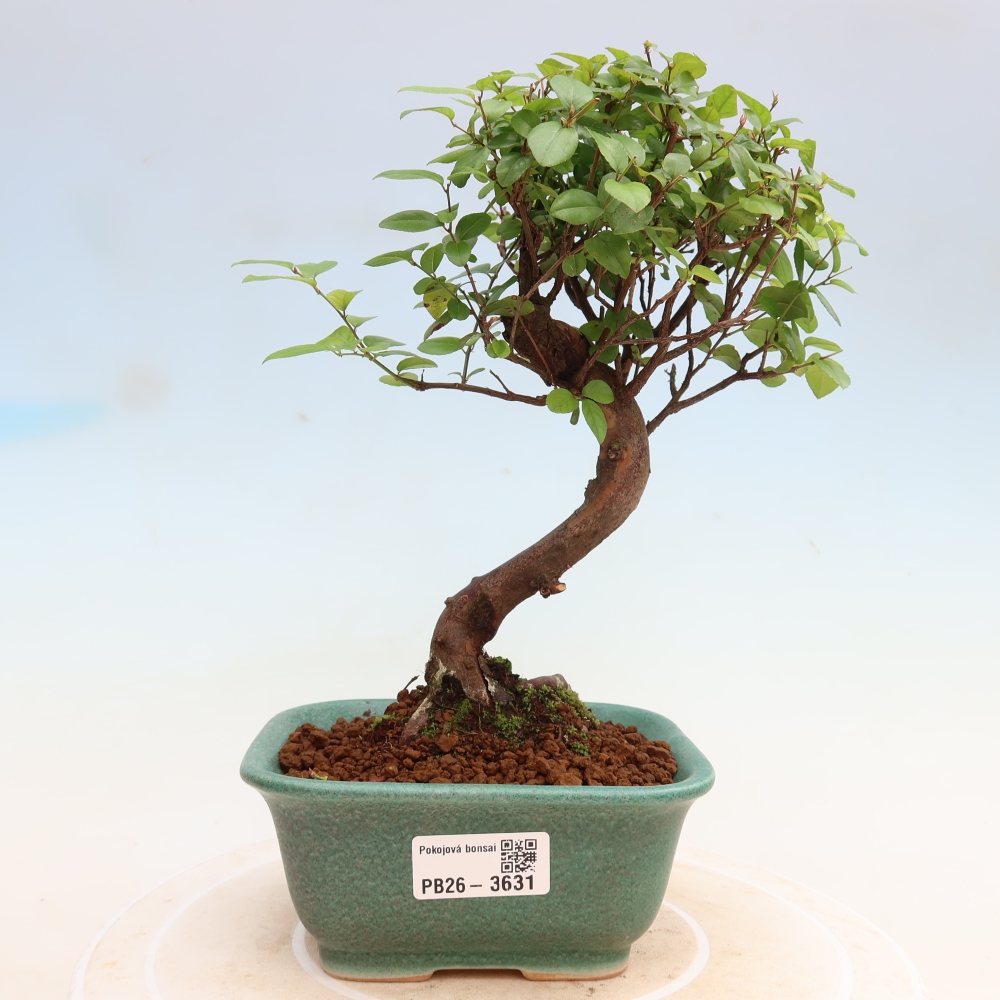 Camera bonsai - Sageretia thea - Sageretia thea