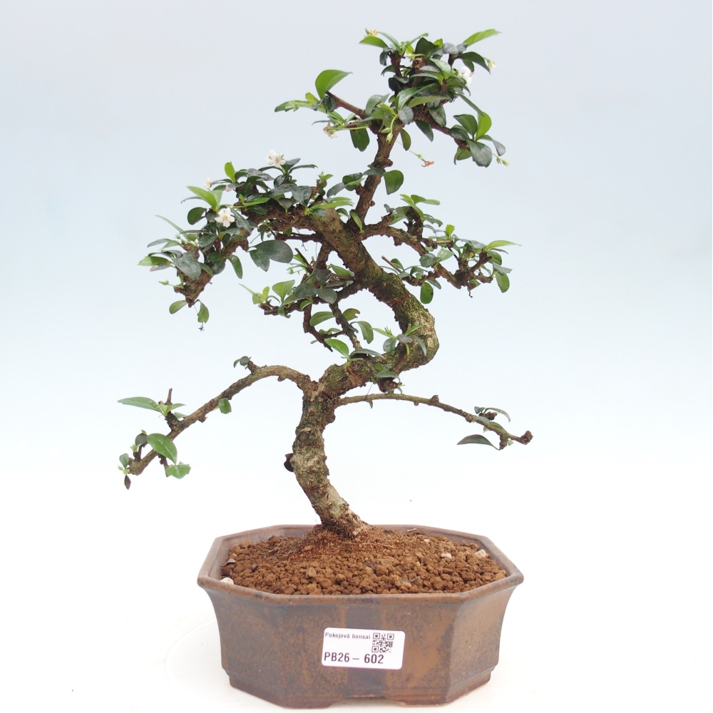 Camera bonsai - Carmona macrophylla - Tea fuki