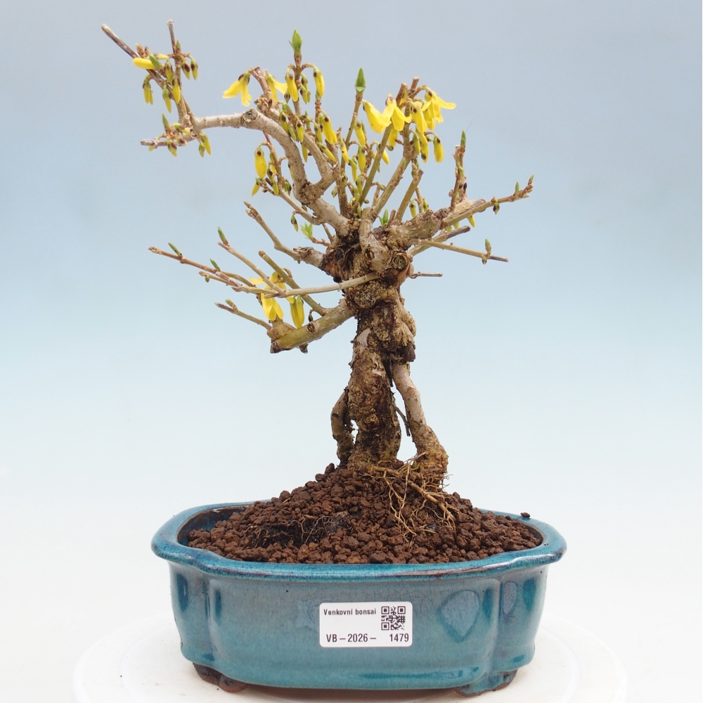 Bonsai da esterno - Zlatice - Forsythia koreana