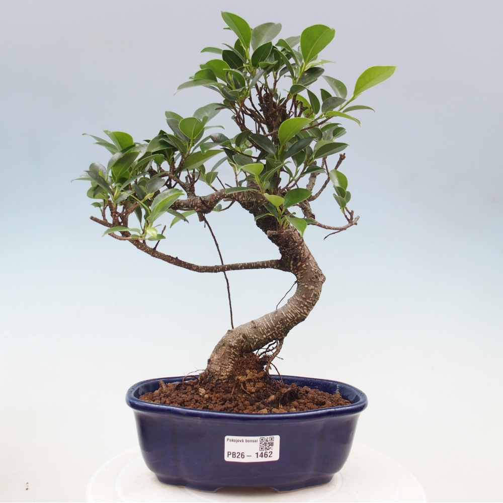 Camera bonsai - Ficus retusa - ficus a foglie piccole
