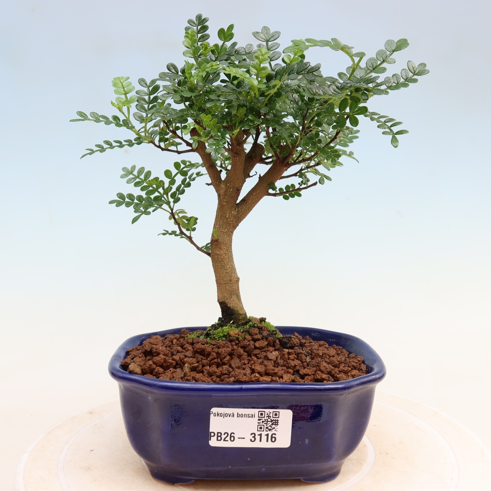 Camera bonsai - Zantoxylum piperitum - albero del pepe