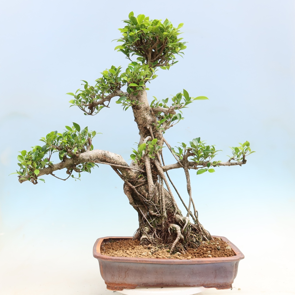 Camera bonsai - Ficus kimmen - ficus a foglie piccole