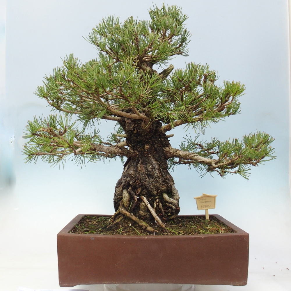 Bonsai da esterno - Pinus sylvestris - Pinus sylvestris