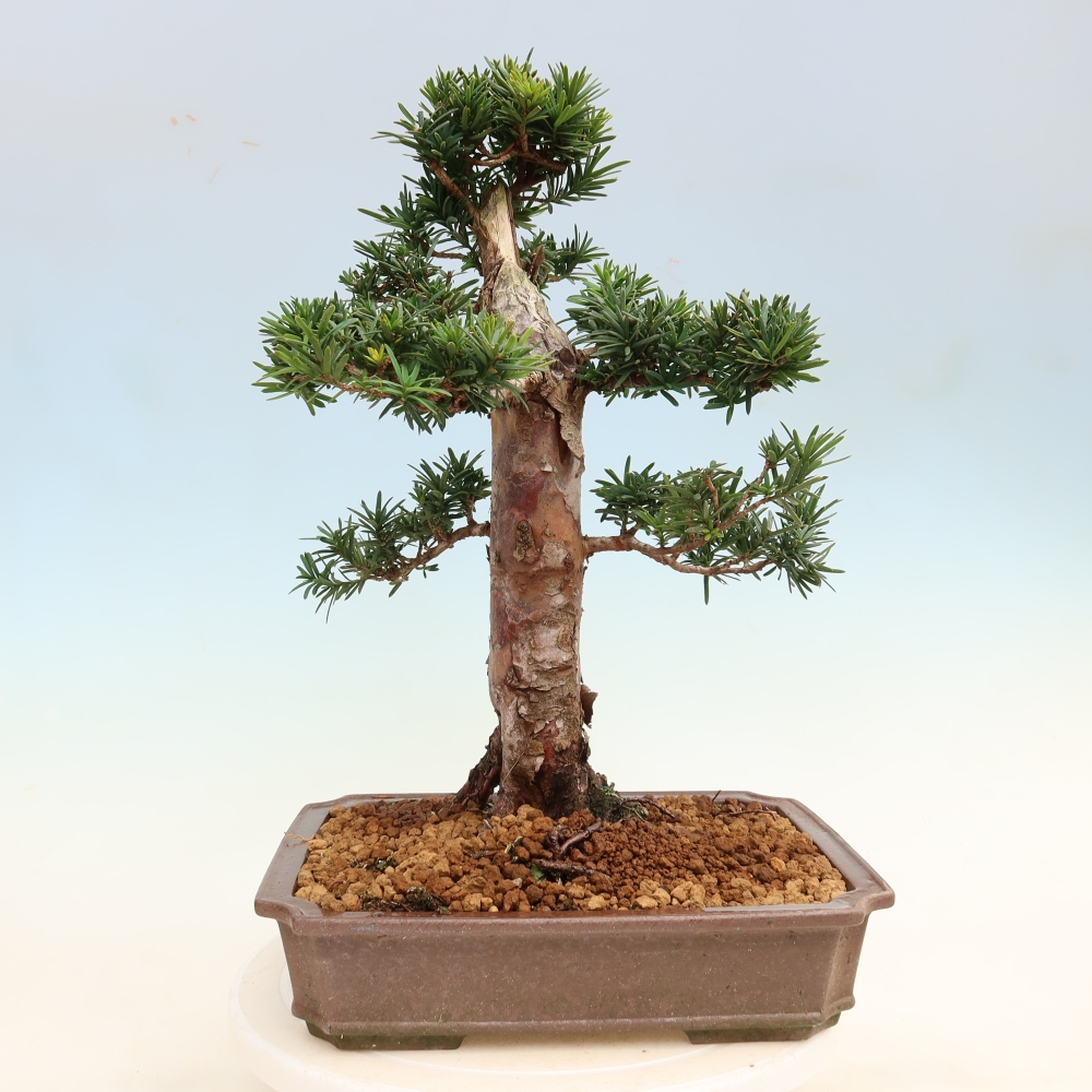 Bonsai da esterno - Taxus cuspidata - Tasso giapponese