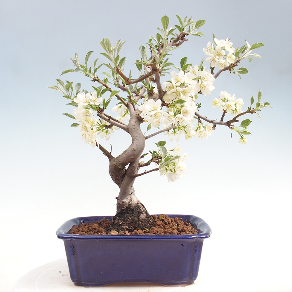 Bonsai da esterno - Malus sargentii - Melo a frutto piccolo